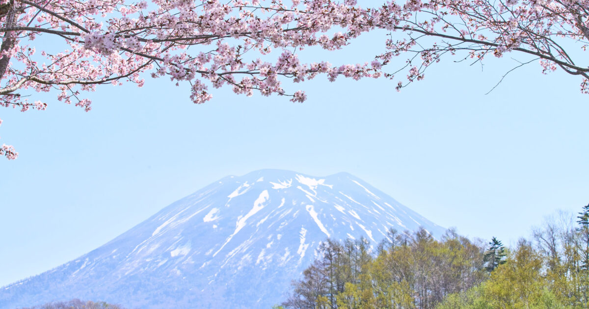 2026年、今年も桜が美しい季節を迎えようとしています。 | スカイニセコ
