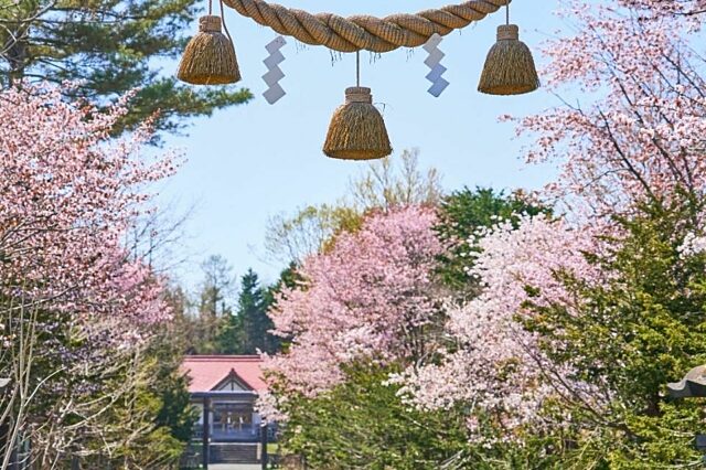 真狩神社　桜2