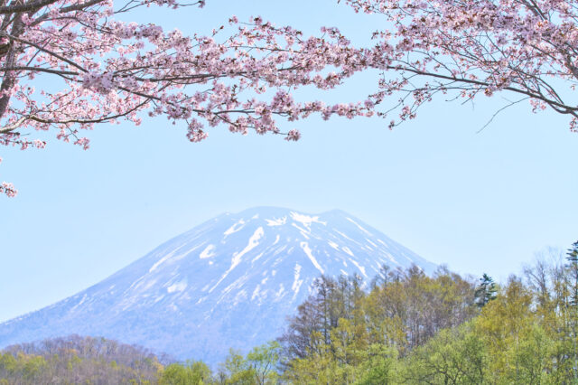 20240502 Niseko Cherry Blossoms