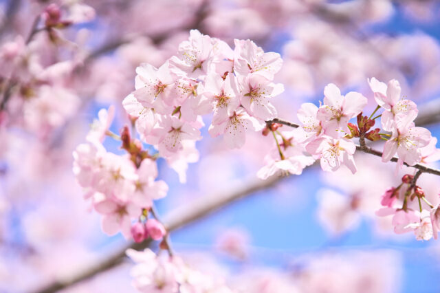 Niseko Cherry Blossoms