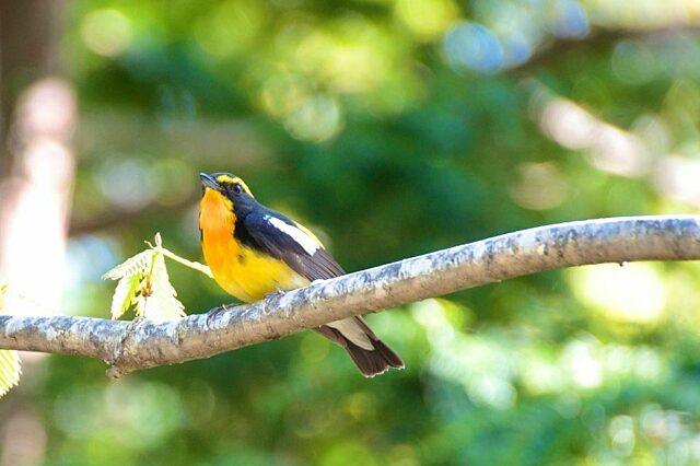 Niseko Bird