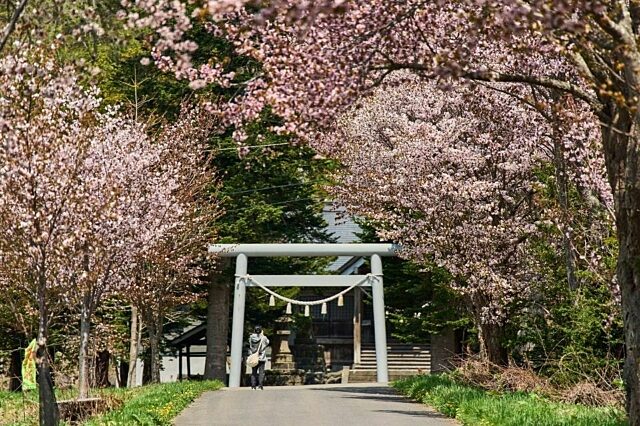 真狩神社　桜