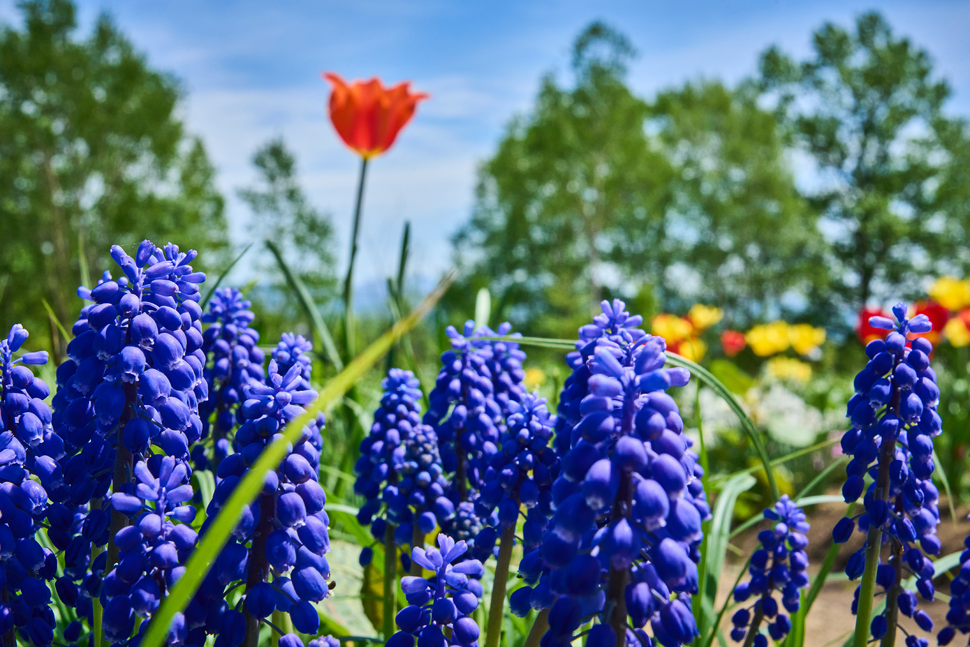 ぱぱさん専用 / Floraison 2024年倶知安町の名所「三島さんの芝桜」が見頃を迎えています