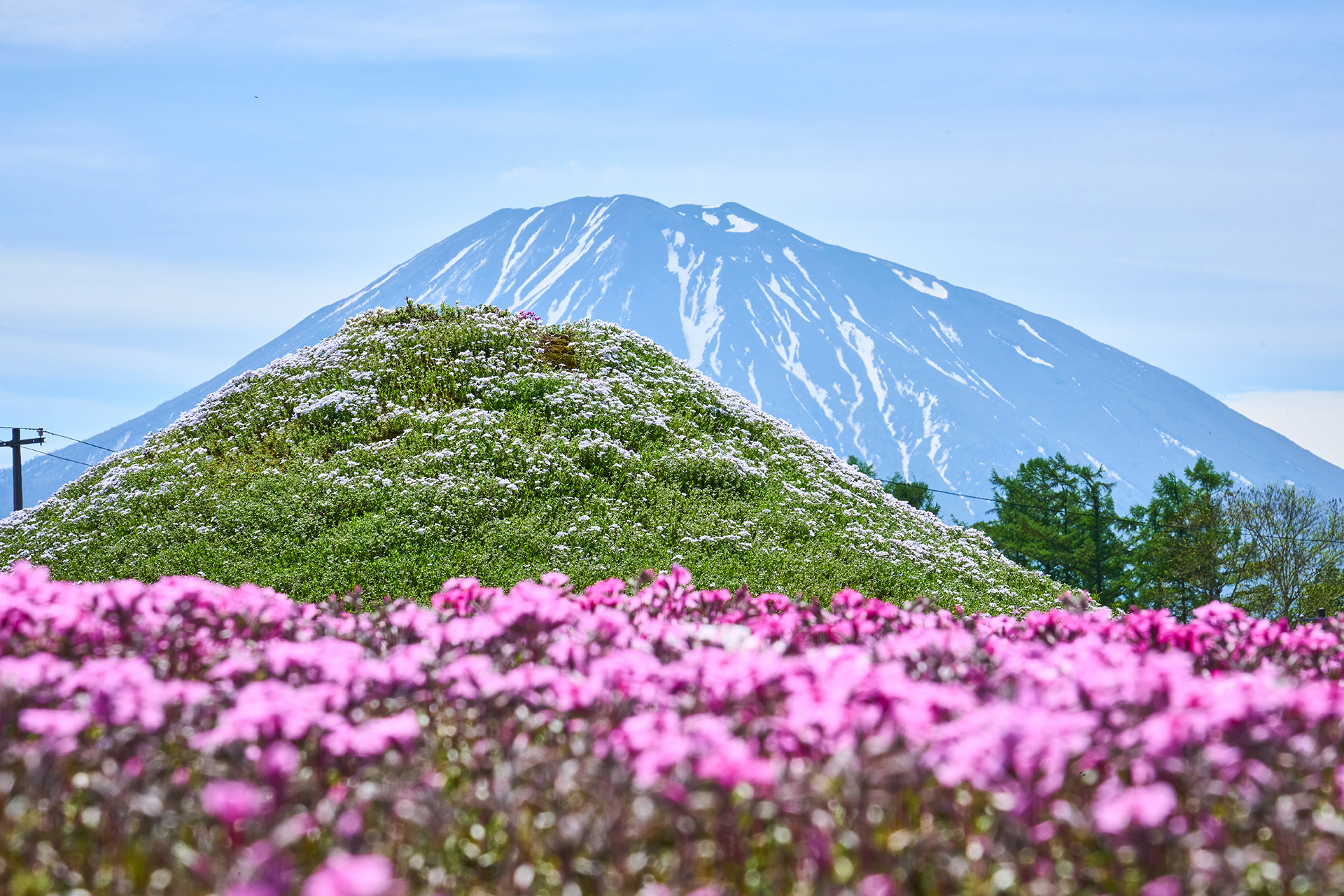 2024年倶知安町の名所「三島さんの芝桜」が見頃を迎えています
