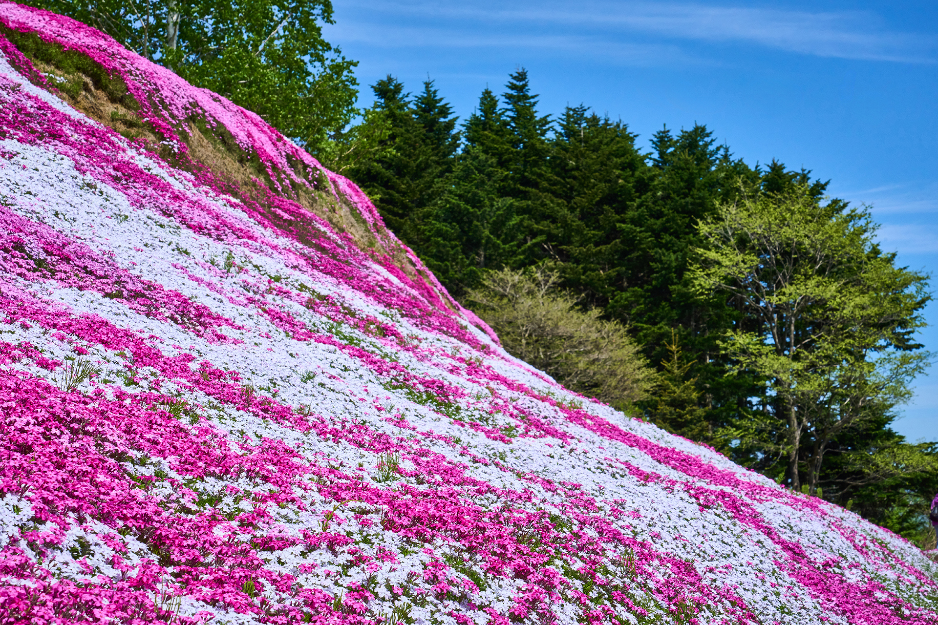 【mihokunページ】 思い出の風景とシバさんと私 2024年倶知安町の名所「三島さんの芝桜」が見頃を迎えています