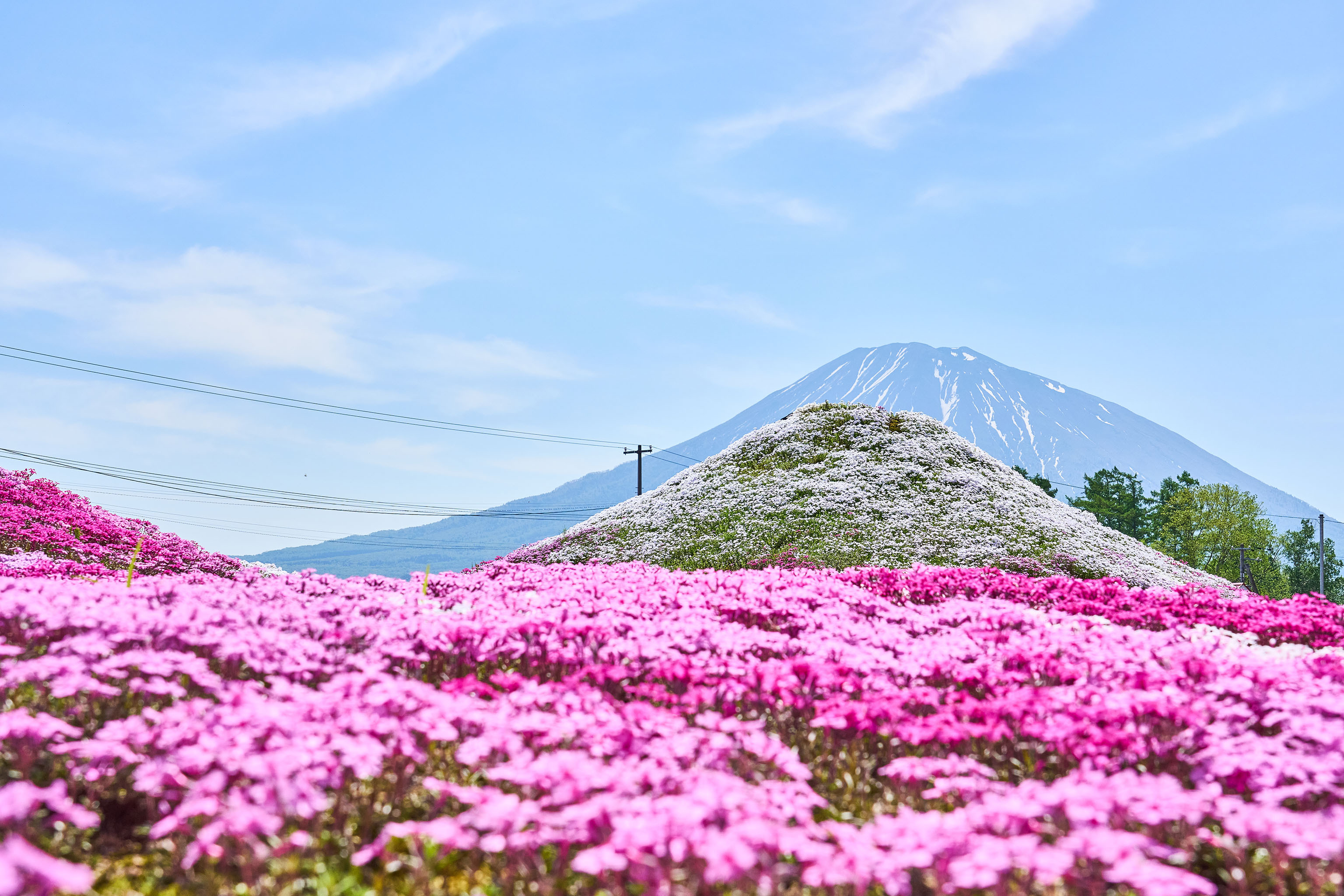 赤い桜島 2024年倶知安町の名所「三島さんの芝桜」が見頃を迎えています