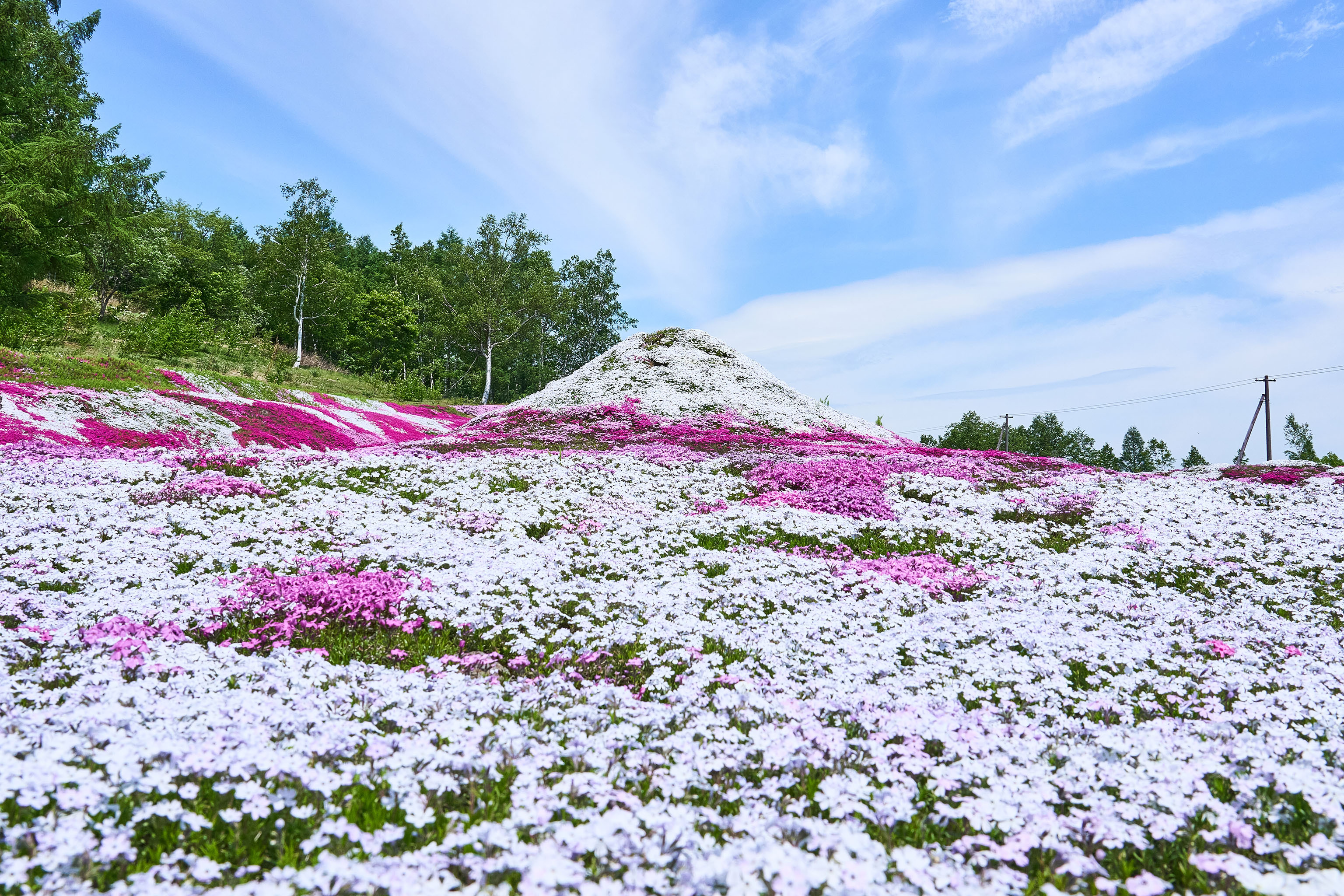 2024年倶知安町の名所「三島さんの芝桜」が見頃を迎えています