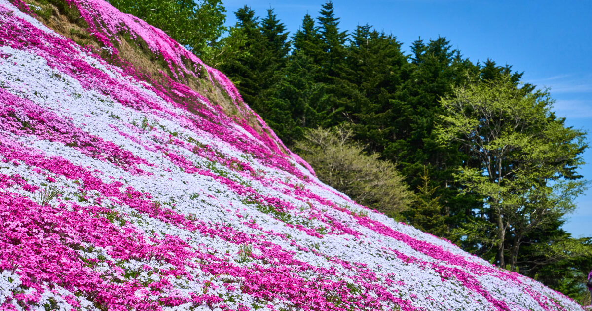 20240516_Niseko_Flower_Shibaza