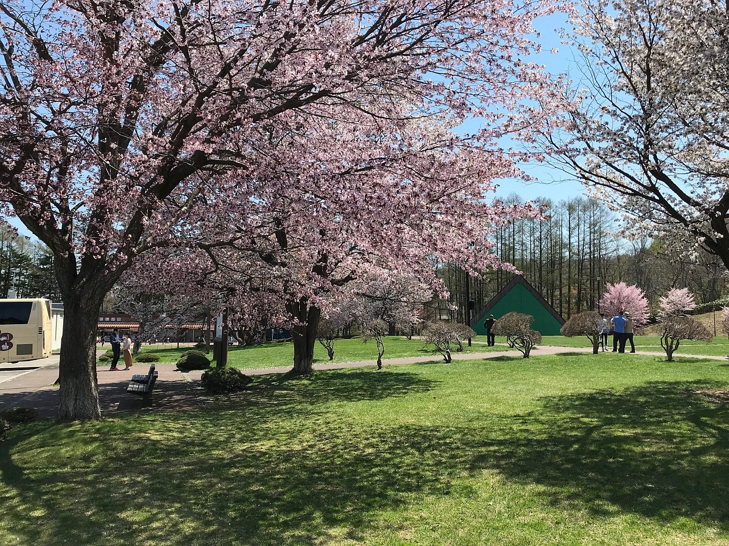 Fukidashi sakura 2019 6