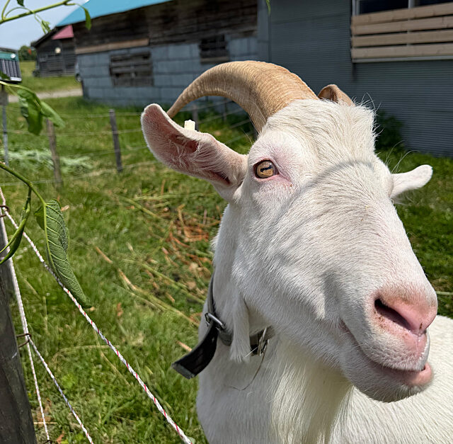 Goat