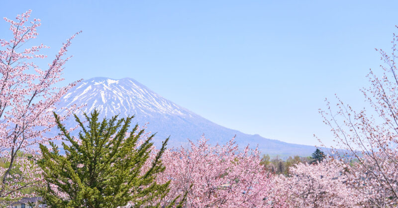 20240502_Niseko_Cherry_Blossom